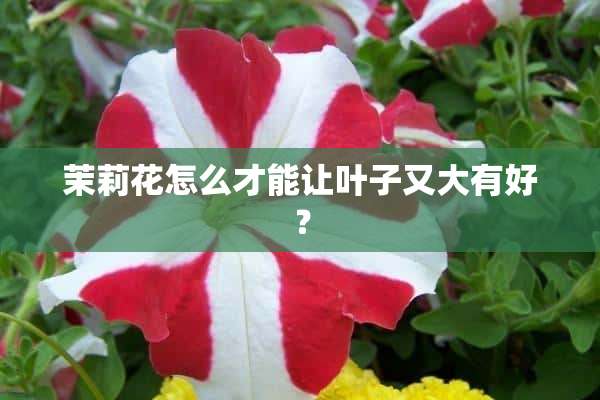 茉莉花怎么才能让叶子又大有好？