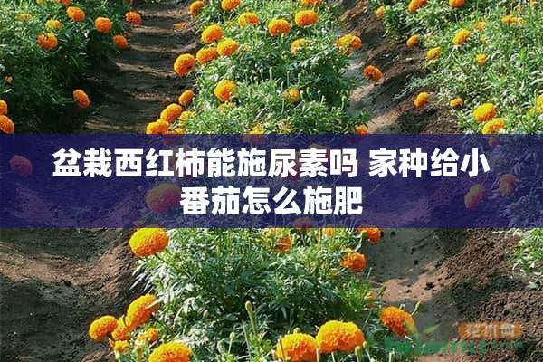 盆栽西红柿能施尿素吗 家种给小番茄怎么施肥