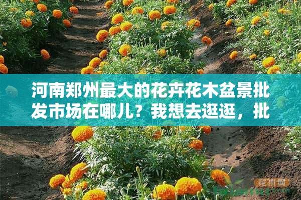 河南郑州最大的花卉花木盆景批发市场在哪儿？我想去逛逛，批发一些花卉盆栽