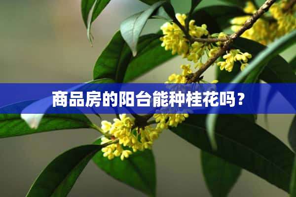 商品房的阳台能种桂花吗？