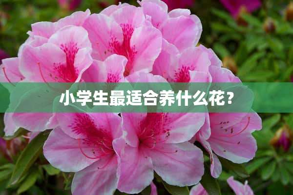 小学生最适合养什么花？