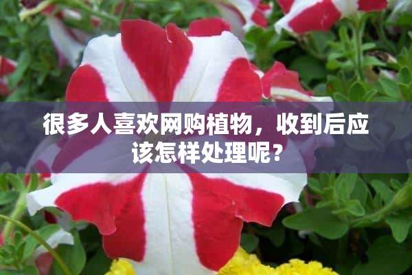 很多人喜欢网购植物，收到后应该怎样处理呢？