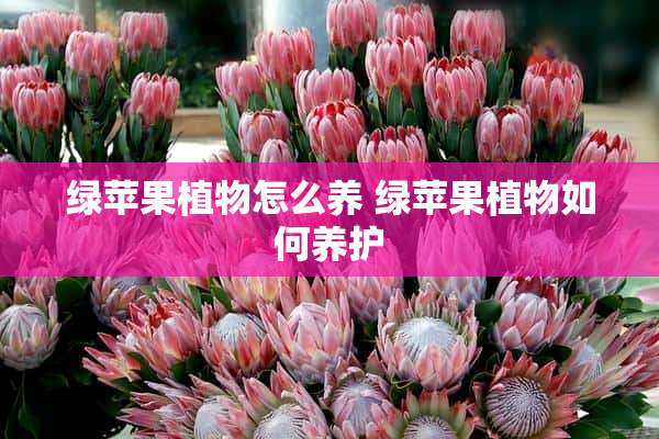 绿苹果植物怎么养 绿苹果植物如何养护