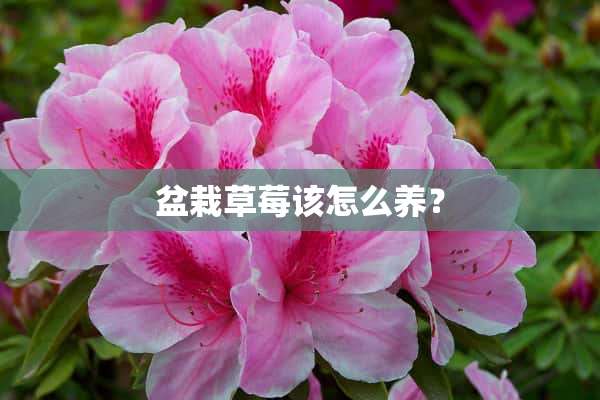 盆栽草莓该怎么养？