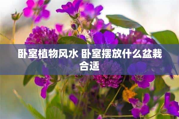 卧室植物风水 卧室摆放什么盆栽合适