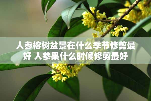 人参榕树盆景在什么季节修剪最好 人参果什么时候修剪最好