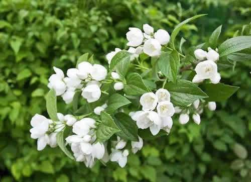 孕妇能闻茉莉花吗？