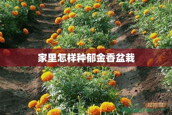 家里怎样种郁金香盆栽