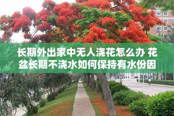 长期外出家中无人浇花怎么办 花盆长期不浇水如何保持有水份因长期不在家