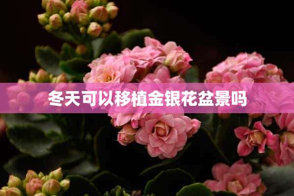 冬天可以移植金银花盆景吗