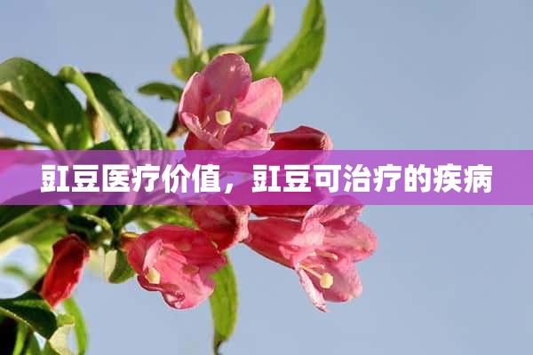 豇豆医疗价值，豇豆可治疗的疾病