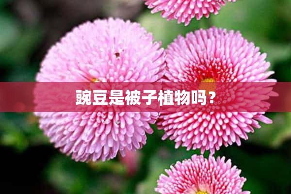 豌豆是被子植物吗？