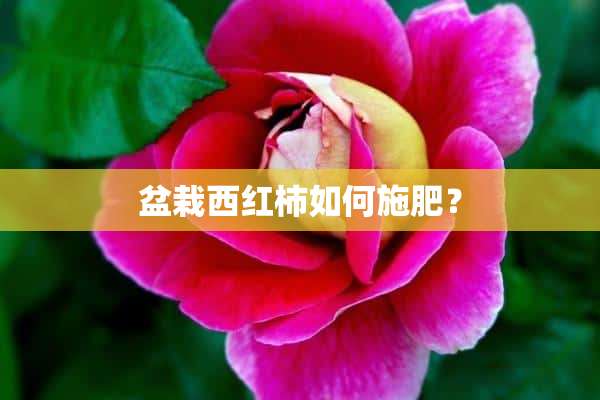 盆栽西红柿如何施肥？