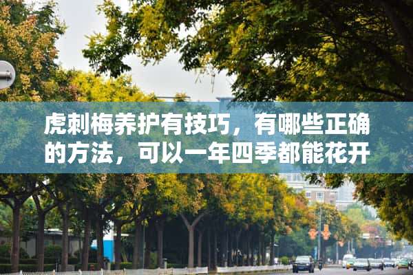 虎刺梅养护有技巧，有哪些正确的方法，可以一年四季都能花开爆盆？