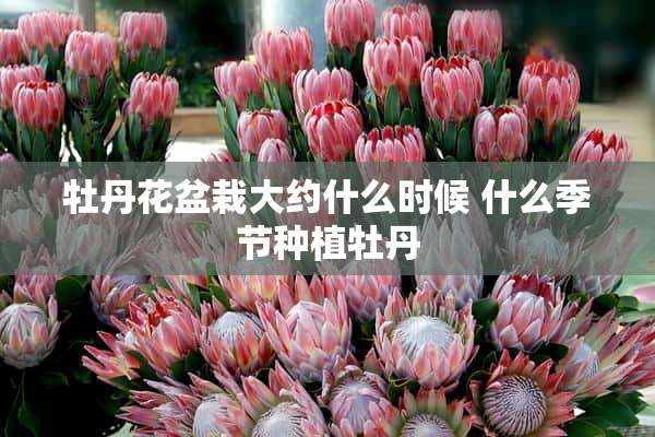 牡丹花盆栽大约什么时候 什么季节种植牡丹