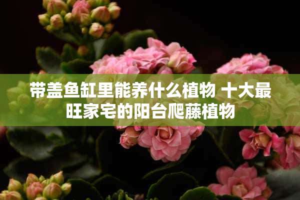 带盖鱼缸里能养什么植物 十大最旺家宅的阳台爬藤植物