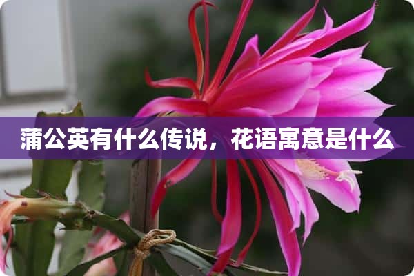 蒲公英有什么传说，花语寓意是什么