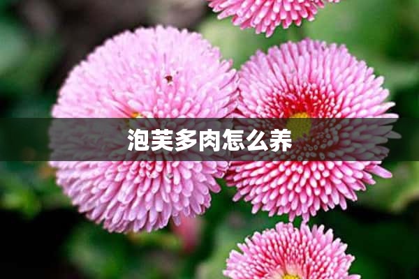 泡芙多肉怎么养