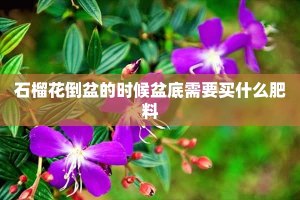 石榴花倒盆的时候盆底需要买什么肥料