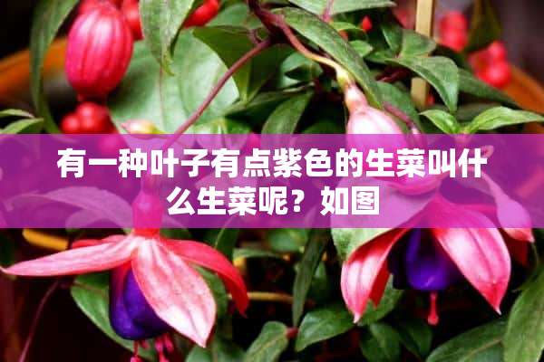 有一种叶子有点紫色的生菜叫什么生菜呢？如图