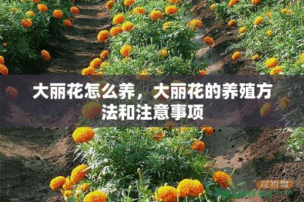 大丽花怎么养，大丽花的养殖方法和注意事项