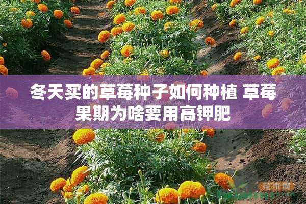 冬天买的草莓种子如何种植 草莓果期为啥要用高钾肥