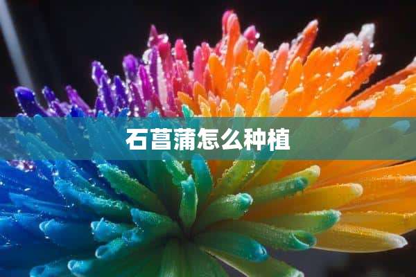 石菖蒲怎么种植