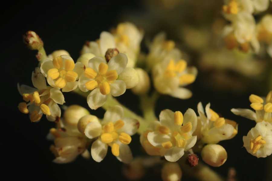 花粉和小孢子机械分离法有哪些好处？