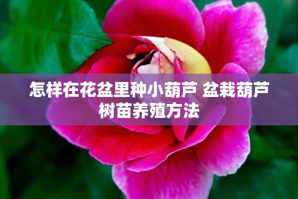 怎样在花盆里种小葫芦 盆栽葫芦树苗养殖方法