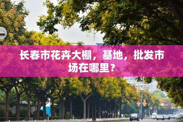 长春市花卉大棚，基地，批发市场在哪里？