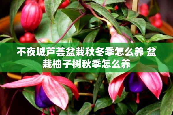 不夜城芦荟盆栽秋冬季怎么养 盆栽柚子树秋季怎么养