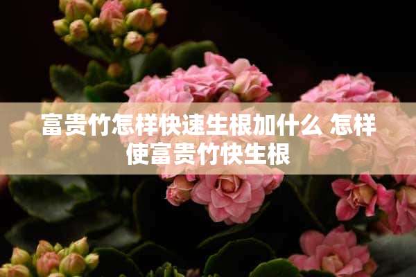 富贵竹怎样快速生根加什么 怎样使富贵竹快生根