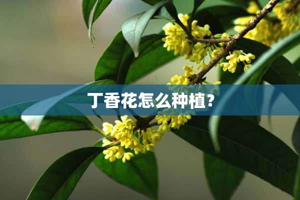 丁香花怎么种植？