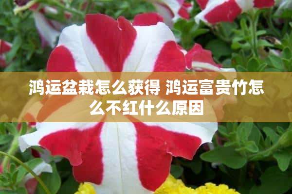 鸿运盆栽怎么获得 鸿运富贵竹怎么不红什么原因