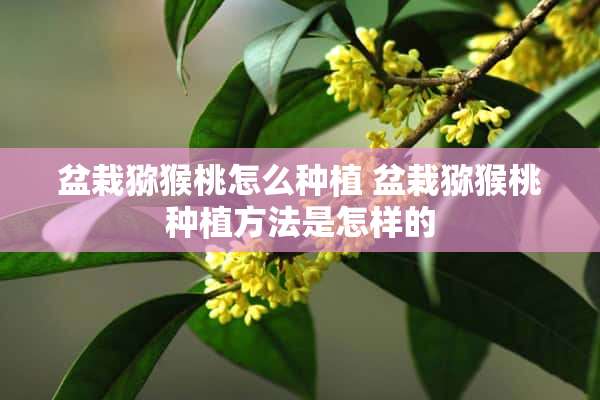 盆栽猕猴桃怎么种植 盆栽猕猴桃种植方法是怎样的