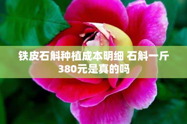 铁皮石斛种植成本明细 石斛一斤380元是真的吗