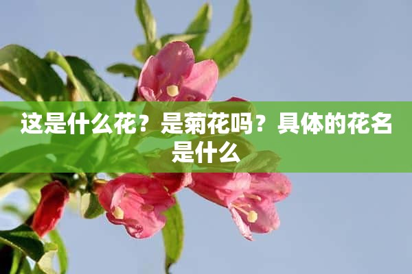 这是什么花？是菊花吗？具体的花名是什么