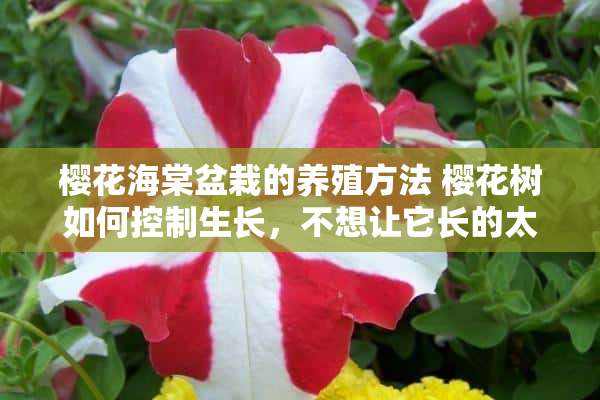 樱花海棠盆栽的养殖方法 樱花树如何控制生长，不想让它长的太高，客厅里养