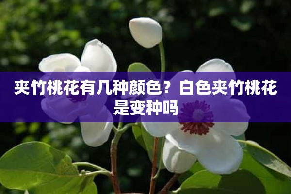 夹竹桃花有几种颜色？白色夹竹桃花是变种吗