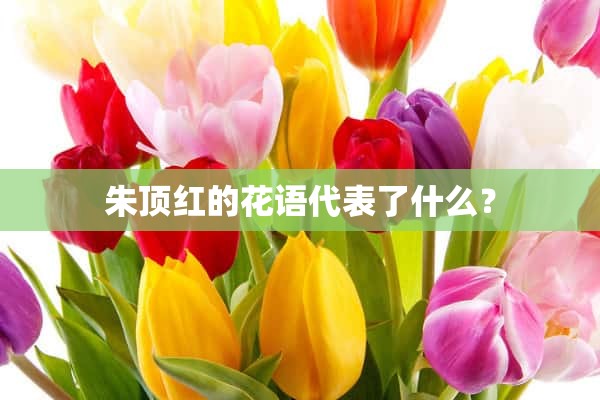 朱顶红的花语代表了什么？