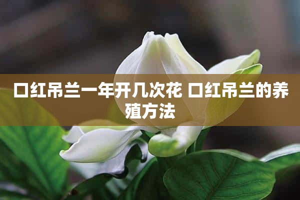 口红吊兰一年开几次花 口红吊兰的养殖方法