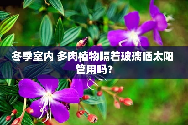 冬季室内 多肉植物隔着玻璃晒太阳 管用吗？