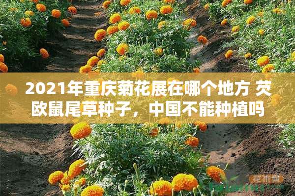 2021年重庆菊花展在哪个地方 芡欧鼠尾草种子，中国不能种植吗