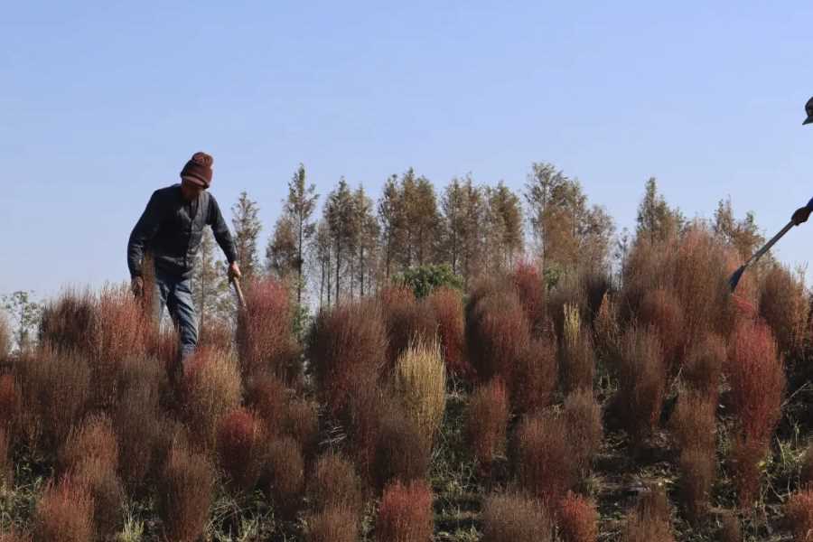 地肤可以在贫瘠土壤生长吗，对改良土壤有什么帮助？