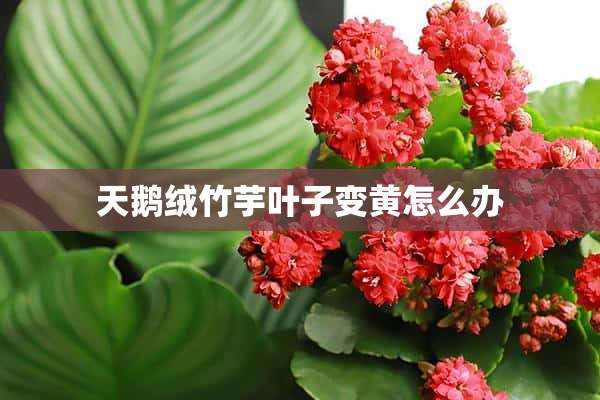 天鹅绒竹芋叶子变黄怎么办