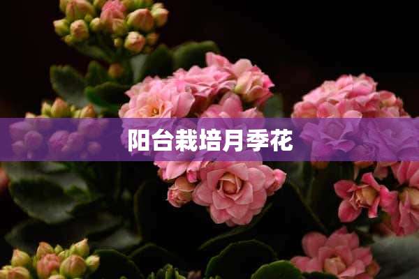 阳台栽培月季花