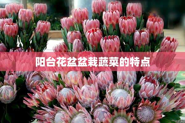 阳台花盆盆栽蔬菜的特点