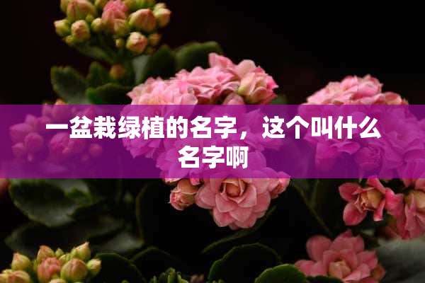 一盆栽绿植的名字，这个叫什么名字啊