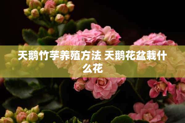 天鹅竹芋养殖方法 天鹅花盆栽什么花