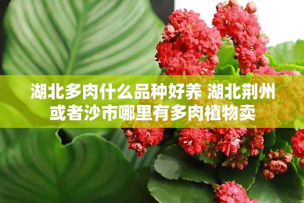 湖北多肉什么品种好养 湖北荆州或者沙市哪里有多肉植物卖